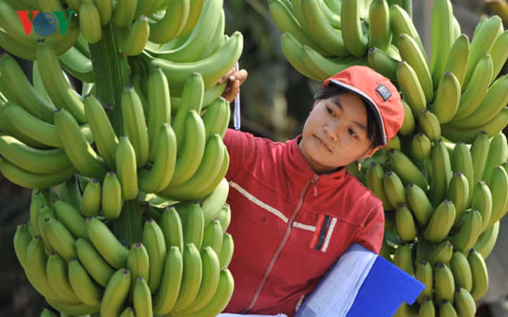 nhung loai qua viet xuat ngoai co gia dat nhu vang