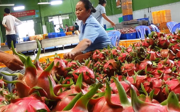nhung loai qua viet xuat ngoai co gia dat nhu vang