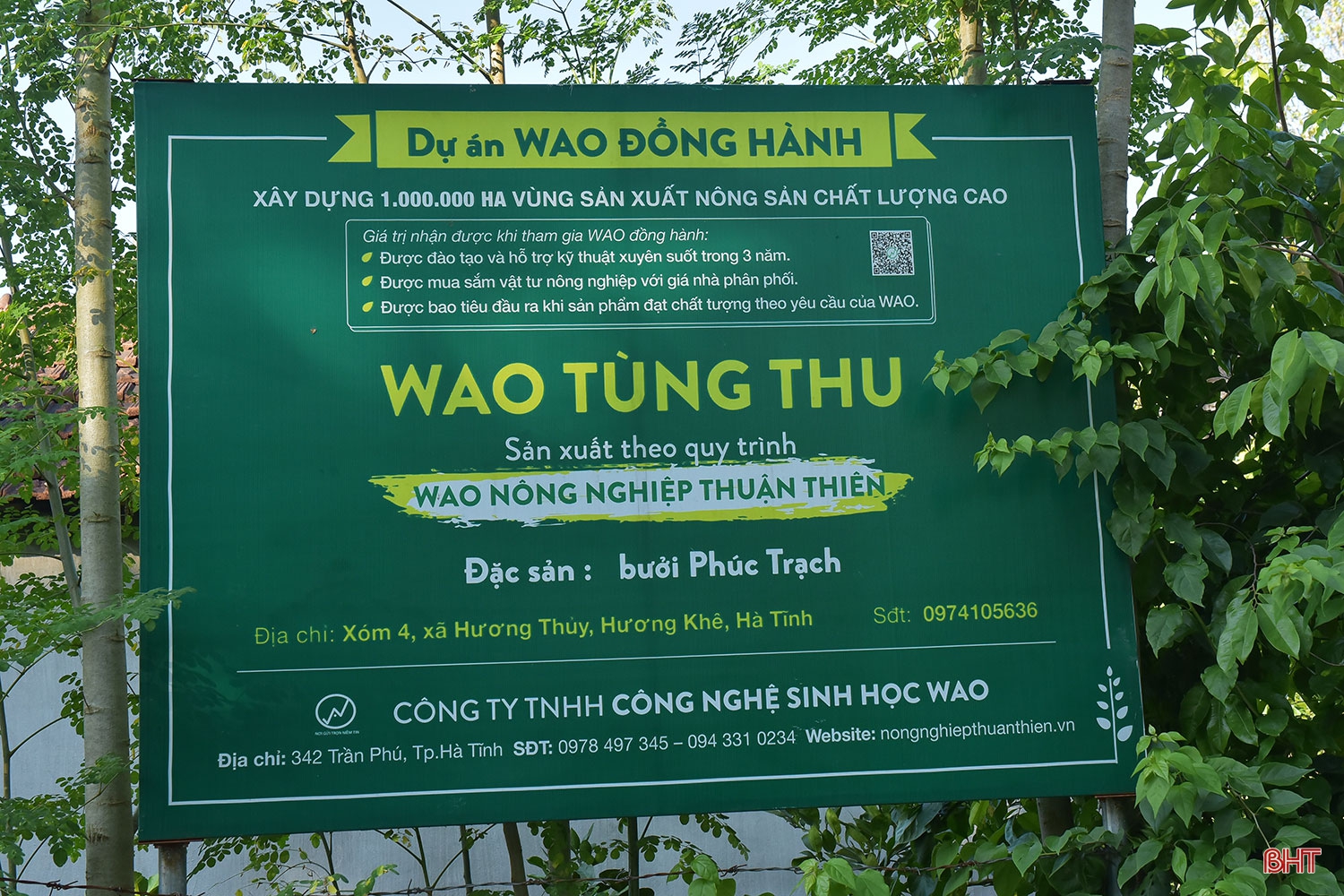 Chuyện lão nông trồng bưởi thuận thiên, cho cây “ăn” cá