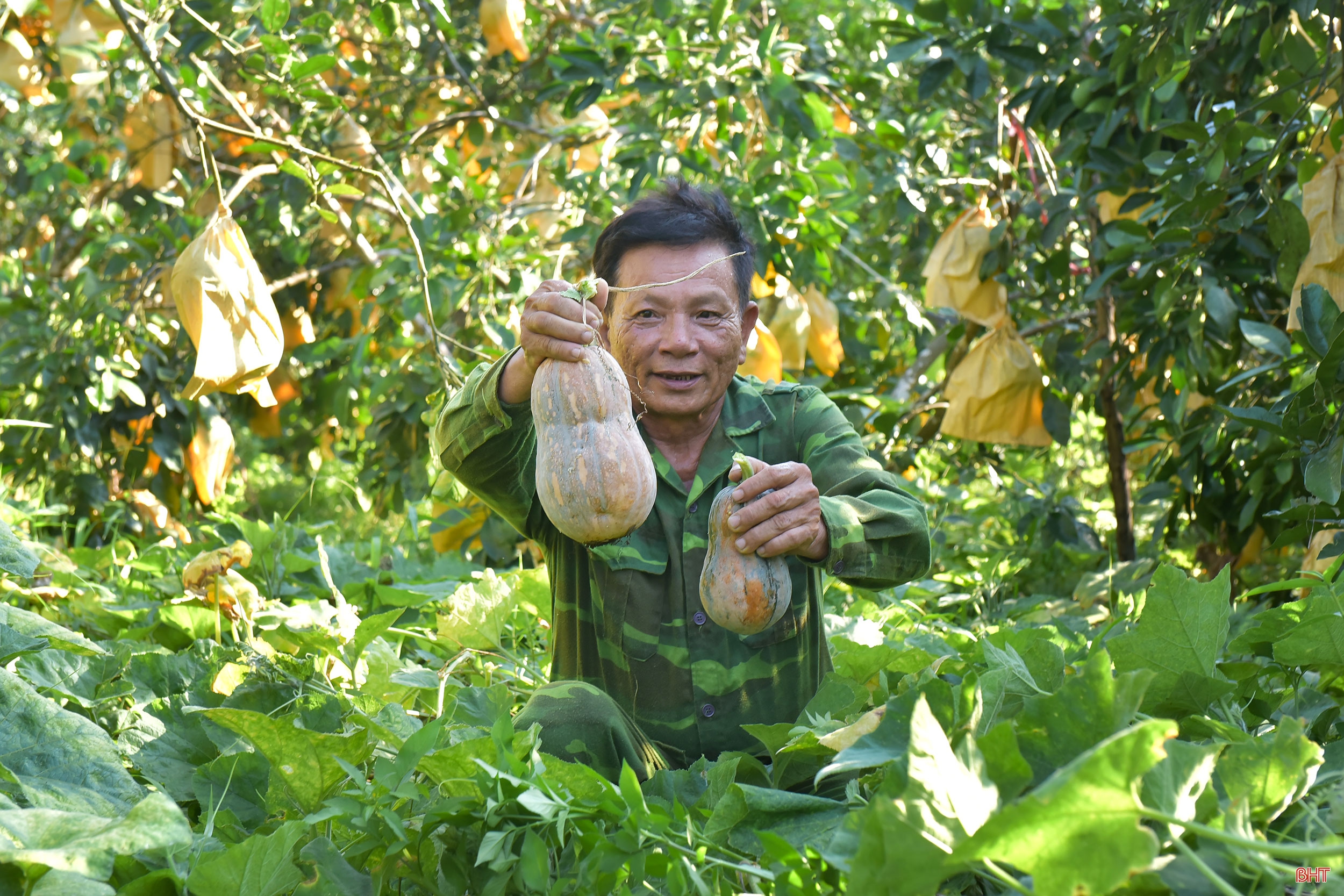 Chuyện lão nông trồng bưởi thuận thiên, cho cây “ăn” cá