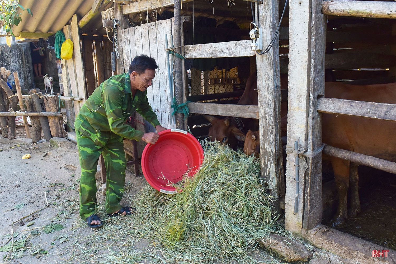 Chuyện lão nông trồng bưởi thuận thiên, cho cây “ăn” cá