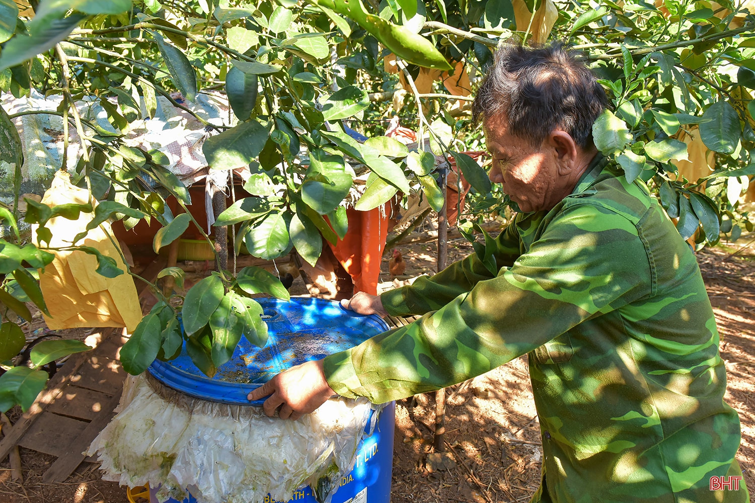 Chuyện lão nông trồng bưởi thuận thiên, cho cây “ăn” cá