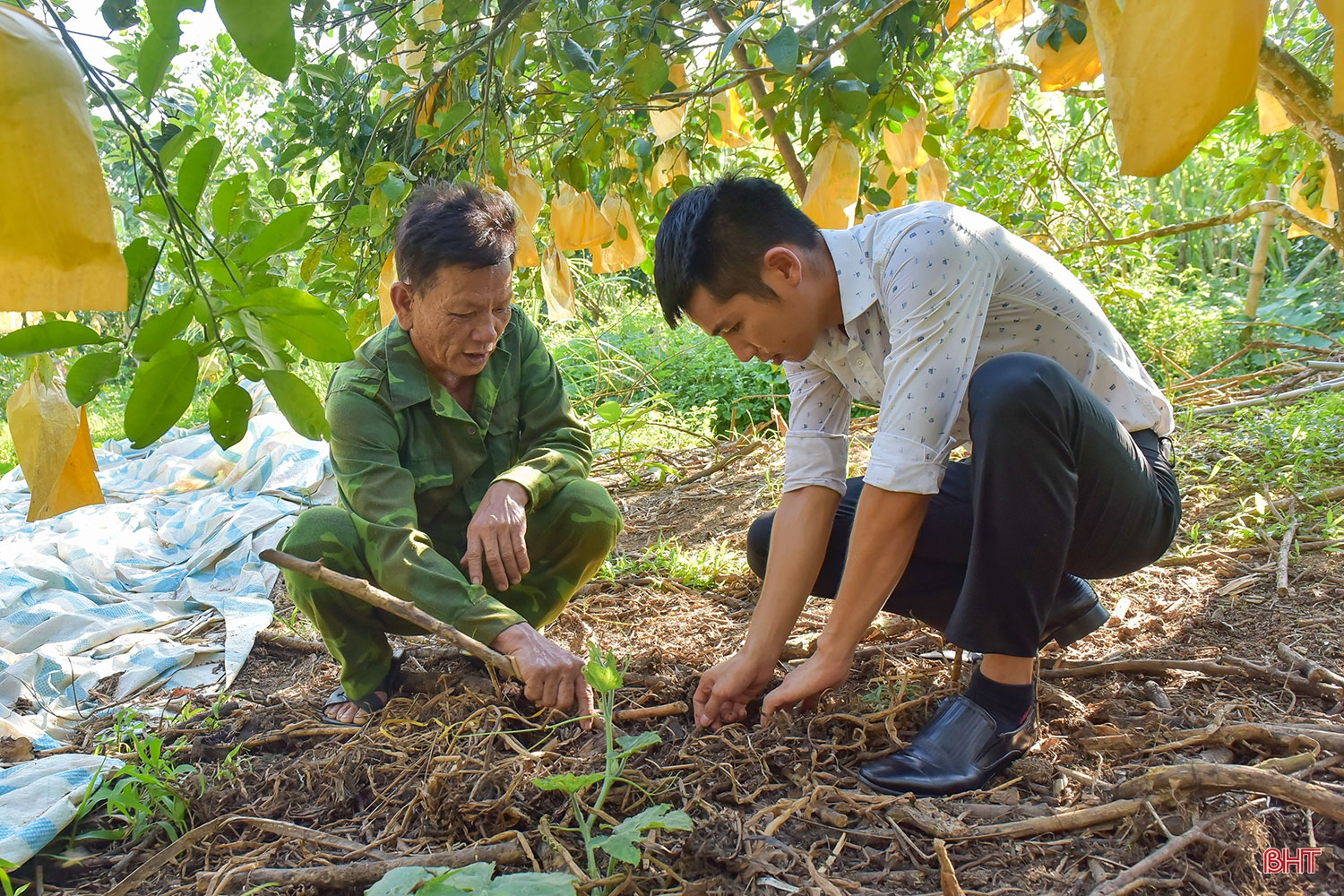 Chuyện lão nông trồng bưởi thuận thiên, cho cây “ăn” cá
