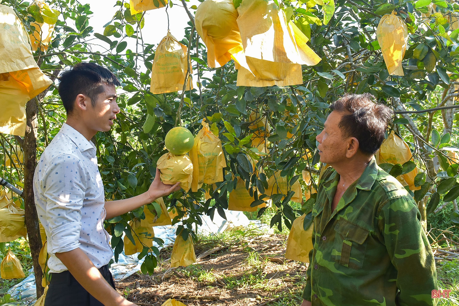Chuyện lão nông trồng bưởi thuận thiên, cho cây “ăn” cá