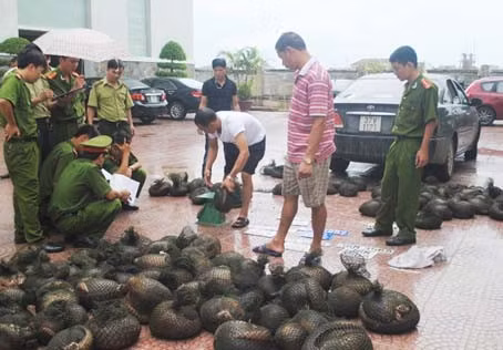 Nạn buôn bán trái phép động vật hoang dã thực sự đã trở thành vấn nạn