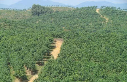 Bạt ngàn cao su tại Nông trường Hương Long