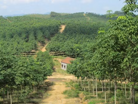 Vườn cao su 5 năm tuổi tại đội cao su Hương Thủy