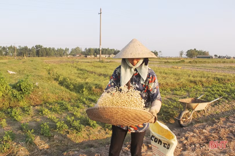 Về Hà Tĩnh xem nông dân “bới đất” kiếm... tiền