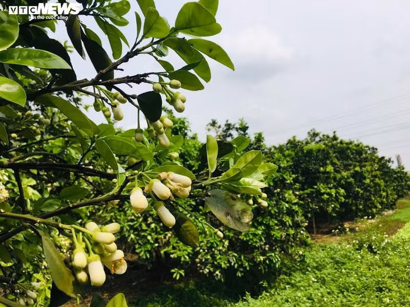 Hoa bưởi Diễn nở trắng một góc trời Hà Nội