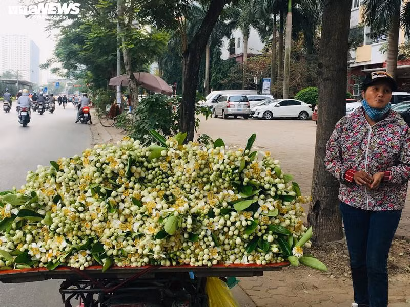 Hoa bưởi Diễn nở trắng một góc trời Hà Nội