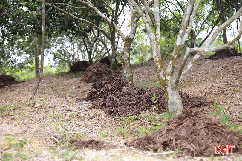 Tỷ lệ ra hoa thấp, người trồng cam Hà Tĩnh “đứng ngồi không yên”