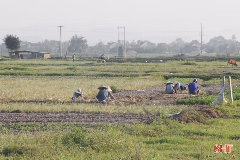 Về Hà Tĩnh xem nông dân “bới đất” kiếm... tiền