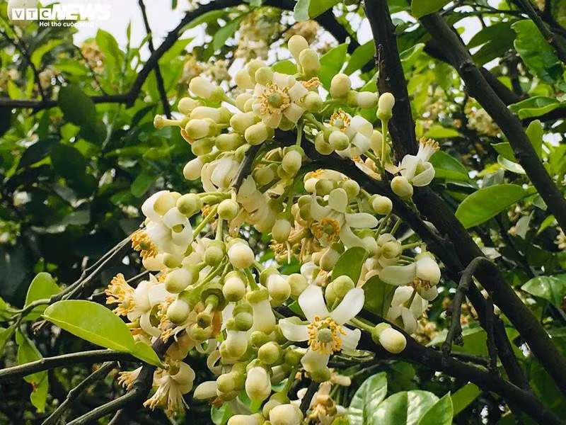 Hoa bưởi Diễn nở trắng một góc trời Hà Nội