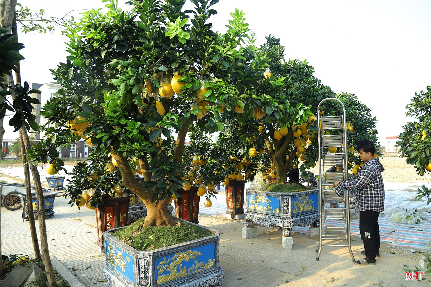bqbht_br_tet-nguyen-dan-binh-ngo-018fa.jpg