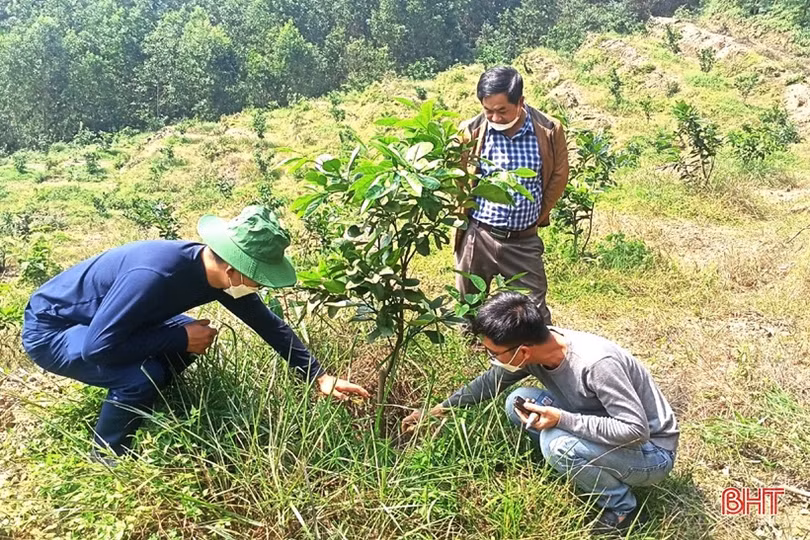 Vũ Quang xây dựng 5 mô hình sản xuất nông nghiệp hữu cơ đầu tiên trên địa bàn
