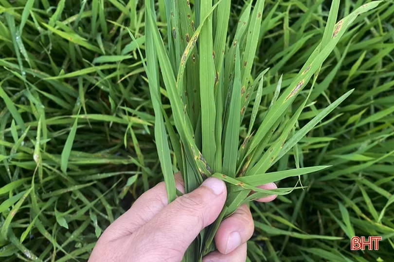 Bệnh đạo ôn lá “xuất quân”, Nghi Xuân khẩn trương phòng trừ