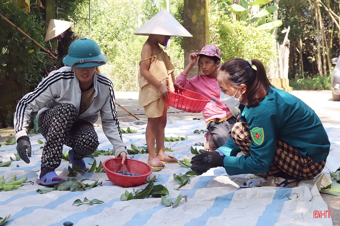 Mùa trám đen ở huyện miền núi Hà Tĩnh