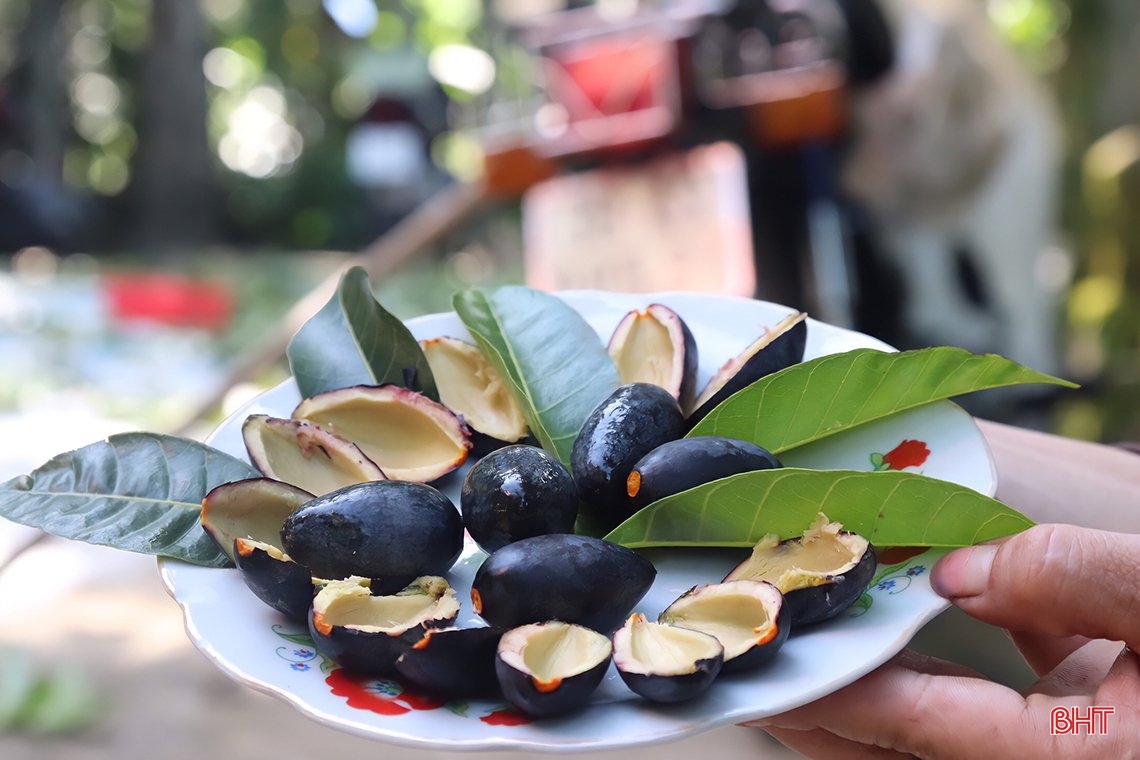 Mùa trám đen ở huyện miền núi Hà Tĩnh