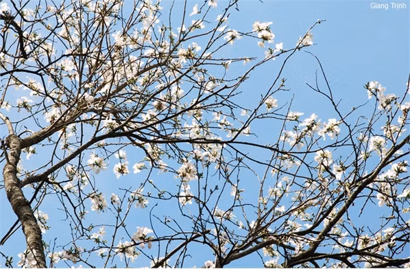 Đà Lạt rực rỡ với mai anh đào và phượng tím ảnh 9