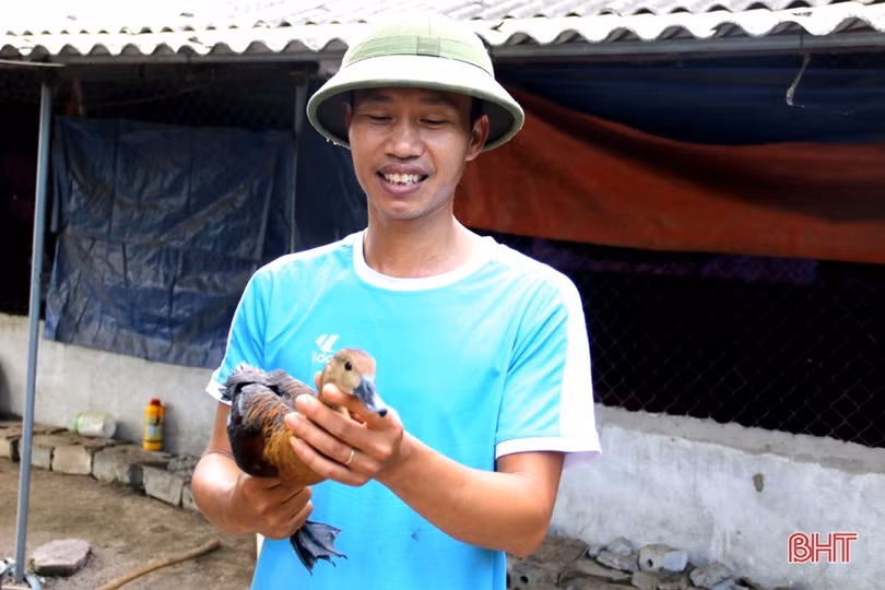 2 tháng nuôi chim le le, một nông dân Hà Tĩnh lãi hàng chục triệu