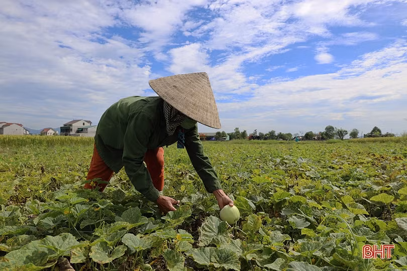 Nông dân Thạch Hà vào vụ thu hoạch dưa