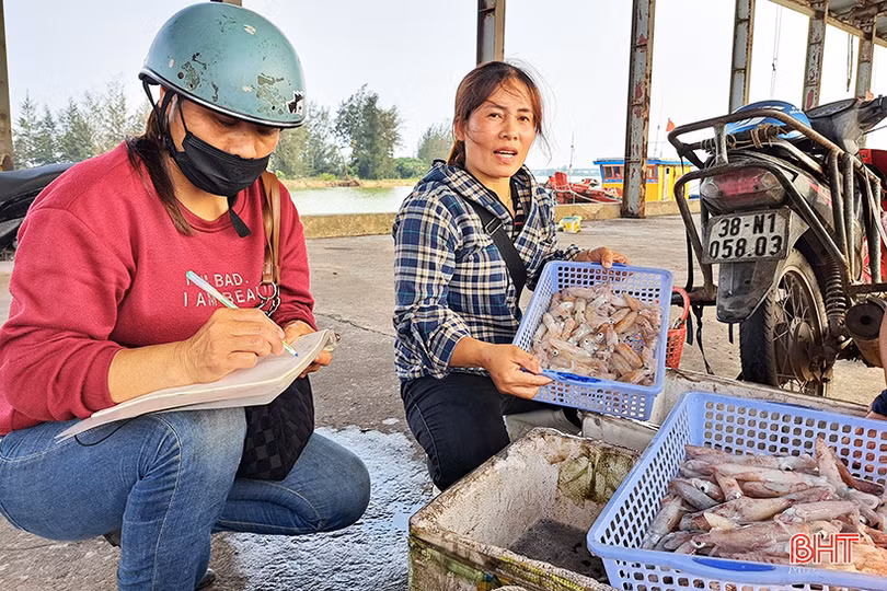 Mực tươi được giá, ngư dân Hà Tĩnh thu tiền triệu mỗi ngày