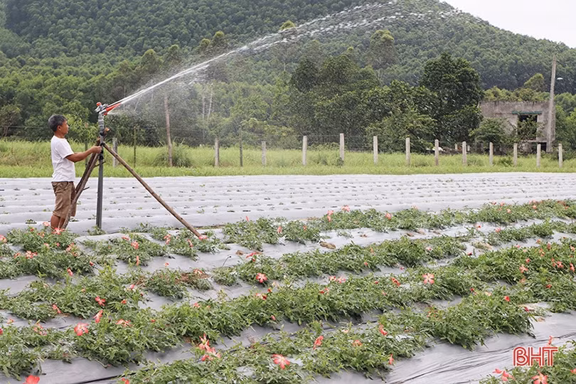Trồng thử nghiệm sâm “tiến vua” ở xứ Cẩm