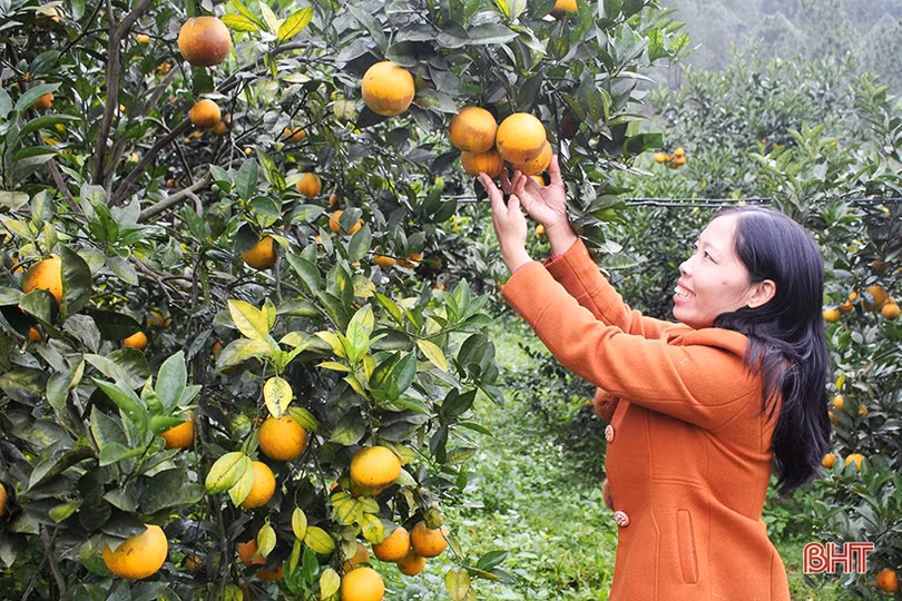 Mãn nhãn với những vườn cam trĩu quả chờ ra chợ Tết