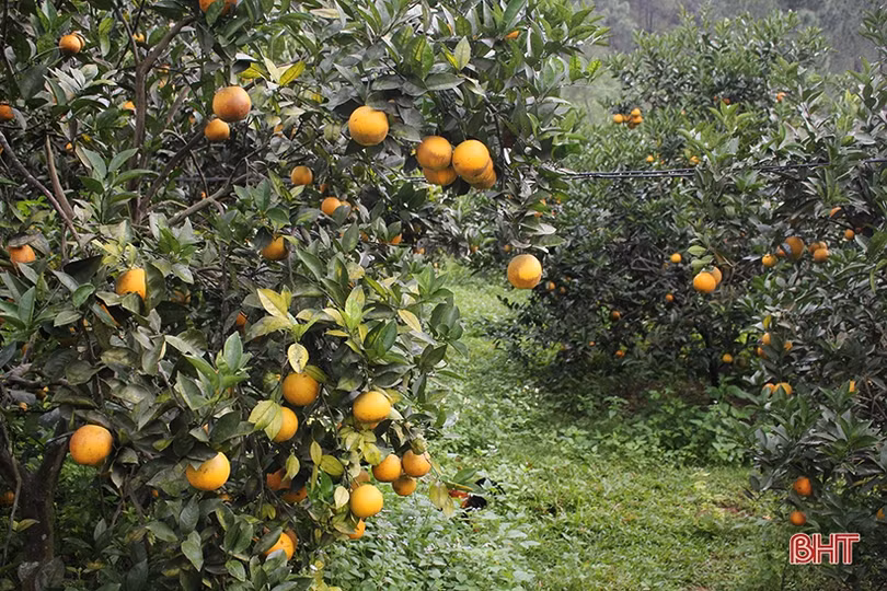 Mãn nhãn với những vườn cam trĩu quả chờ ra chợ Tết