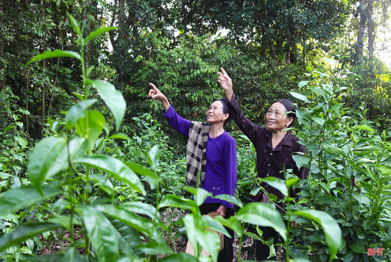 Hai chị em dâu “cưu mang” chim trời suốt hàng chục năm