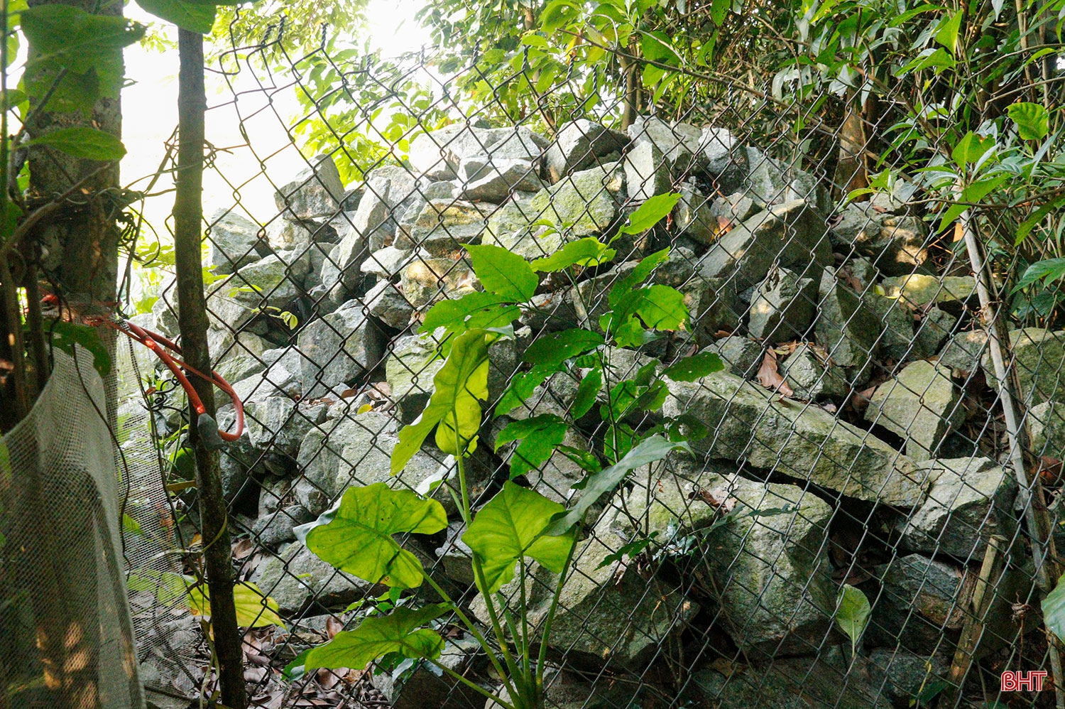 Hai chị em dâu “cưu mang” chim trời suốt hàng chục năm