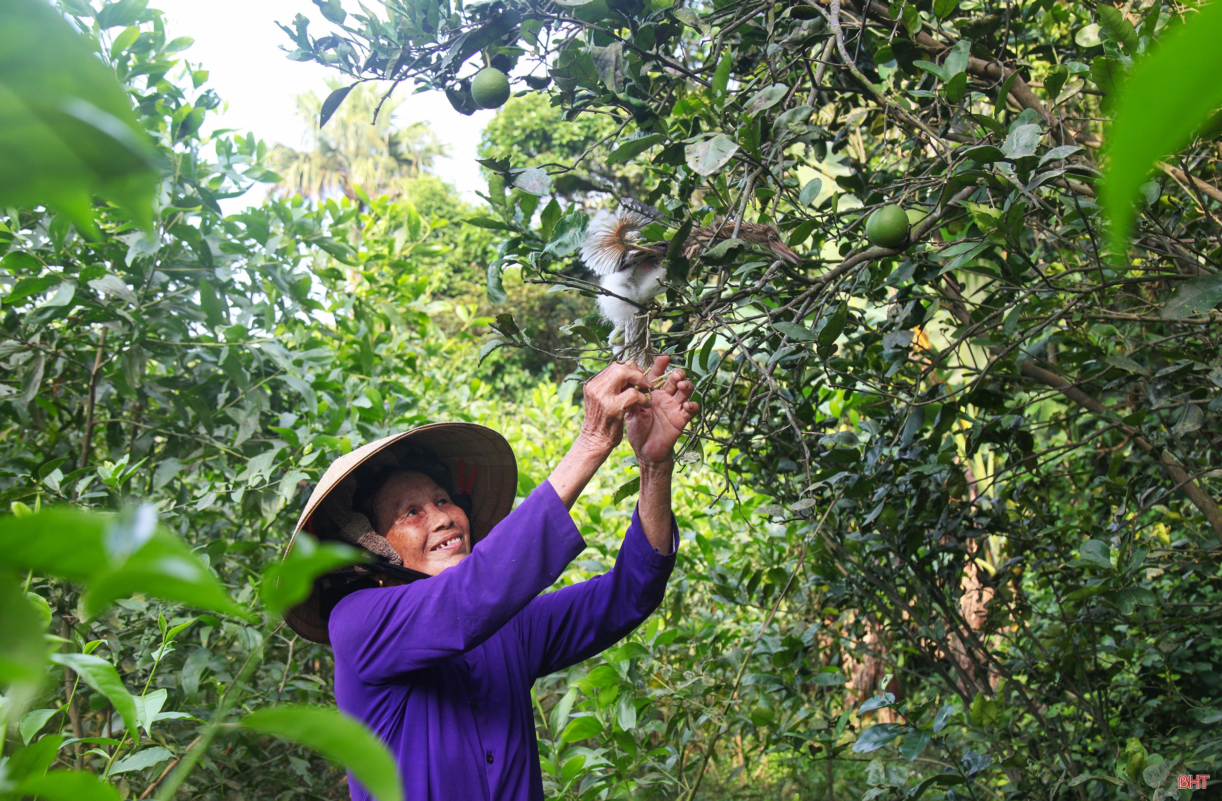 Hai chị em dâu “cưu mang” chim trời suốt hàng chục năm