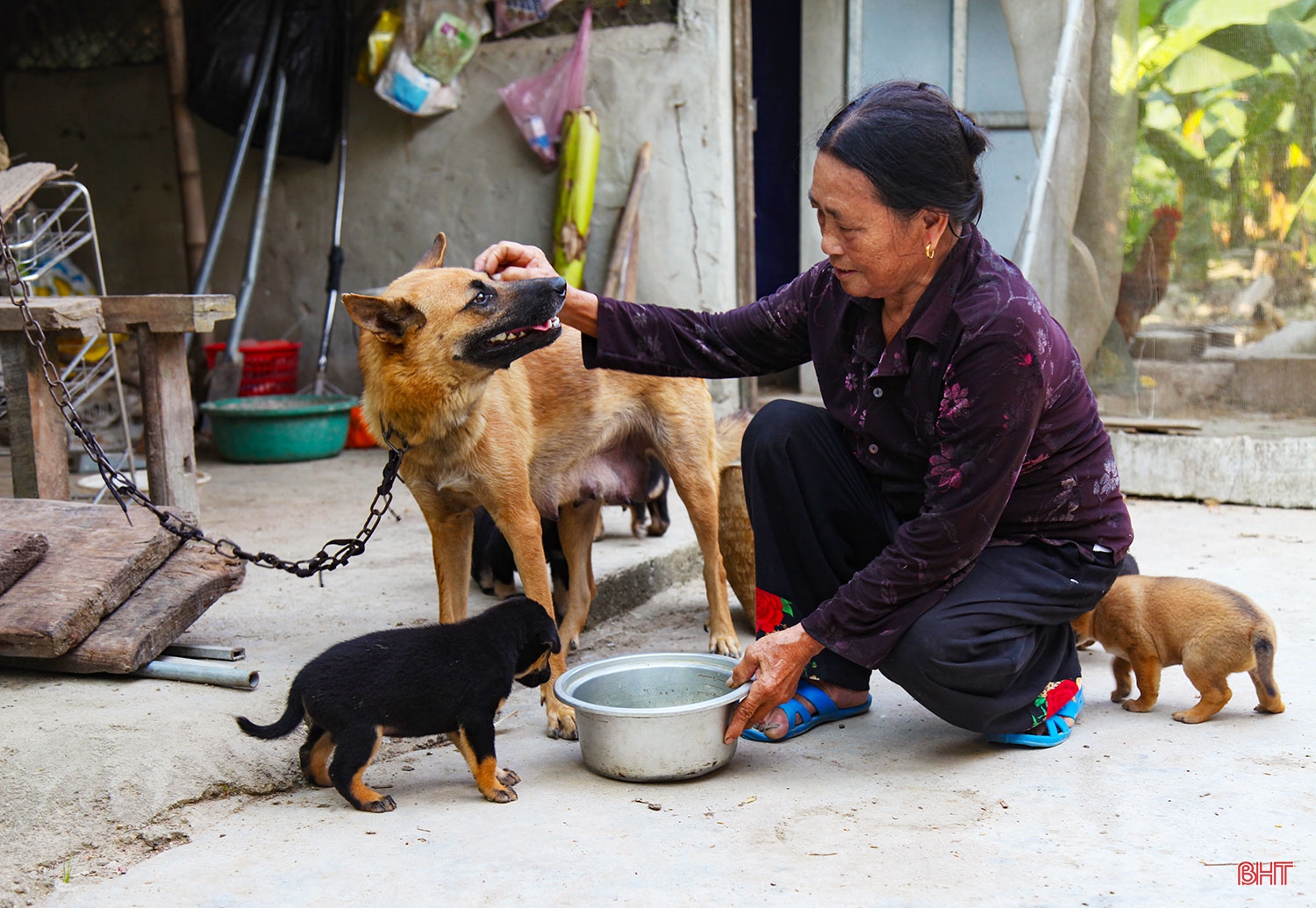 Hai chị em dâu “cưu mang” chim trời suốt hàng chục năm