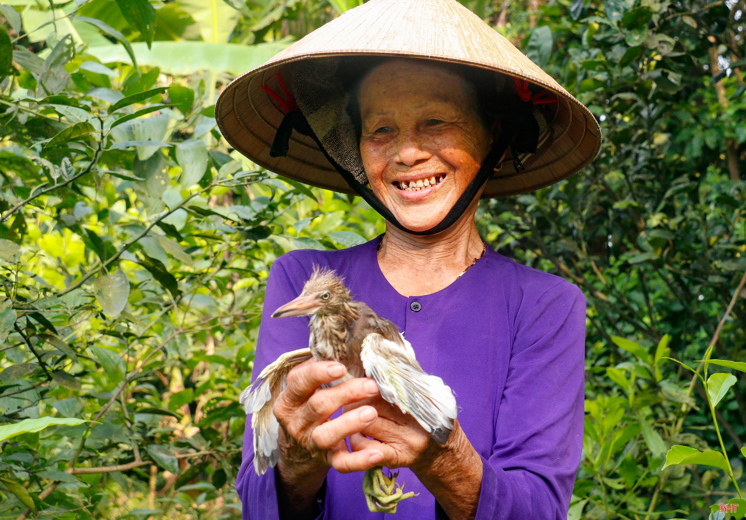Hai chị em dâu “cưu mang” chim trời suốt hàng chục năm