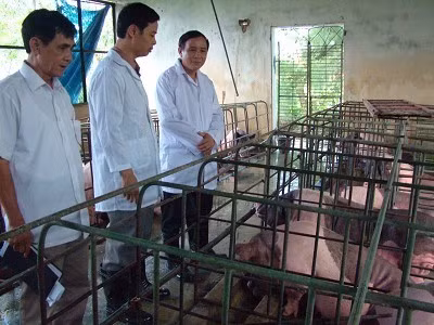 Cách đây ít tháng, dịch tả lợn tại Trạm truyền giống Can Lộc đã làm cơ sở sản xuất này bị điêu đứng