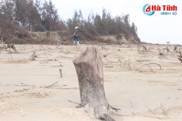 video rung phi lao chan cat o loc ha nguy co bi xoa so sau bao