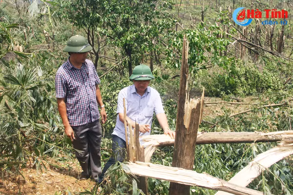 bao thoi bay gan 400 ty dong nguoi trong rung ky anh lao dao