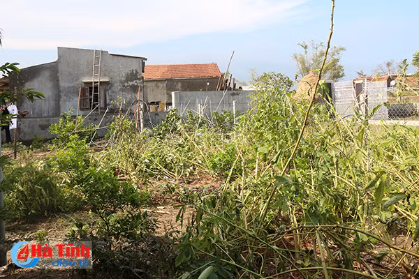 khu dan cu kieu mau vuon mau tanh banh sau bao