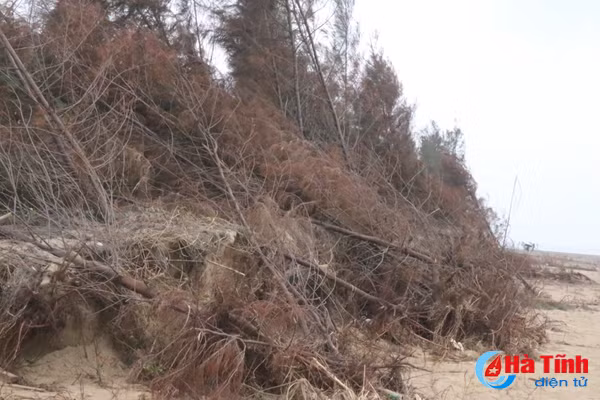 video rung phi lao chan cat o loc ha nguy co bi xoa so sau bao