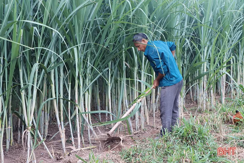 Nuôi giun quế mang lại “lợi ích kép” cho nhà nông Cẩm Xuyên