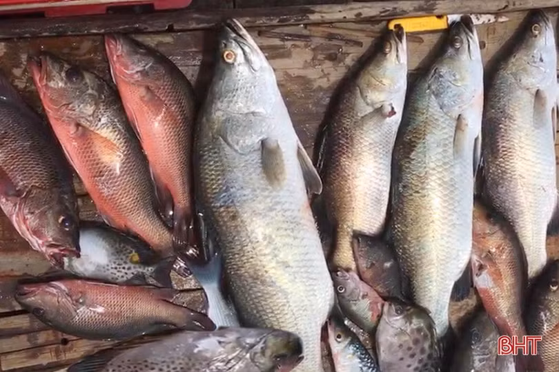 Săn cá dưới đáy sông ở Hà Tĩnh