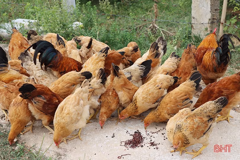 Nuôi giun quế mang lại “lợi ích kép” cho nhà nông Cẩm Xuyên