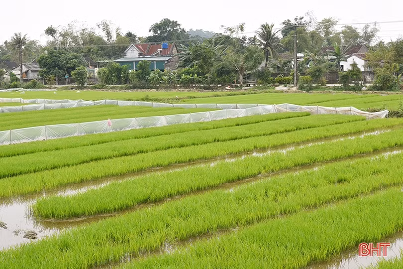 Lộc Hà phấn đấu phủ kín hơn 4.774 ha cây trồng vụ xuân