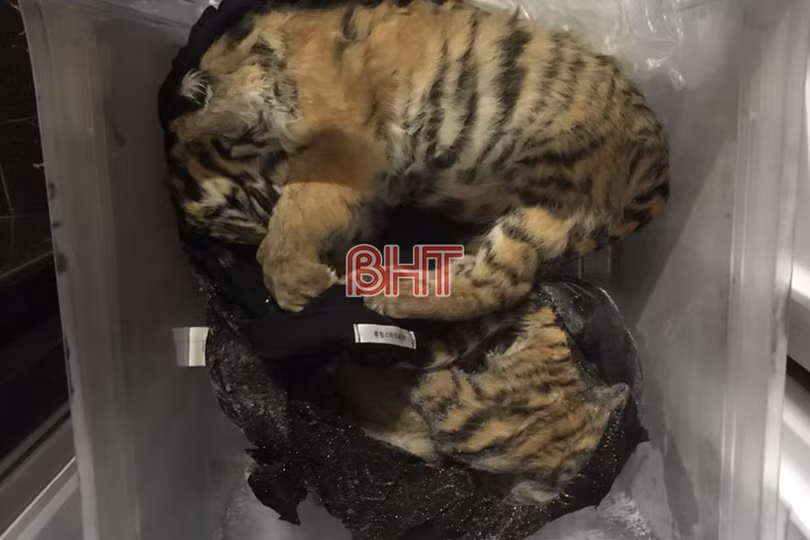 Hà Tĩnh: Thêm đối tượng bị bắt giam liên quan vụ mua, bán gấu chó