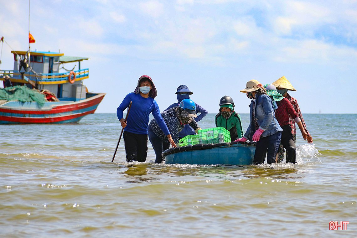 Ngư dân phía Nam Hà Tĩnh được mùa cá cơm, ruốc biển
