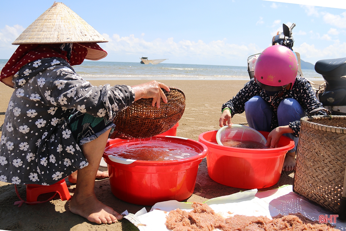 Ngư dân phía Nam Hà Tĩnh được mùa cá cơm, ruốc biển