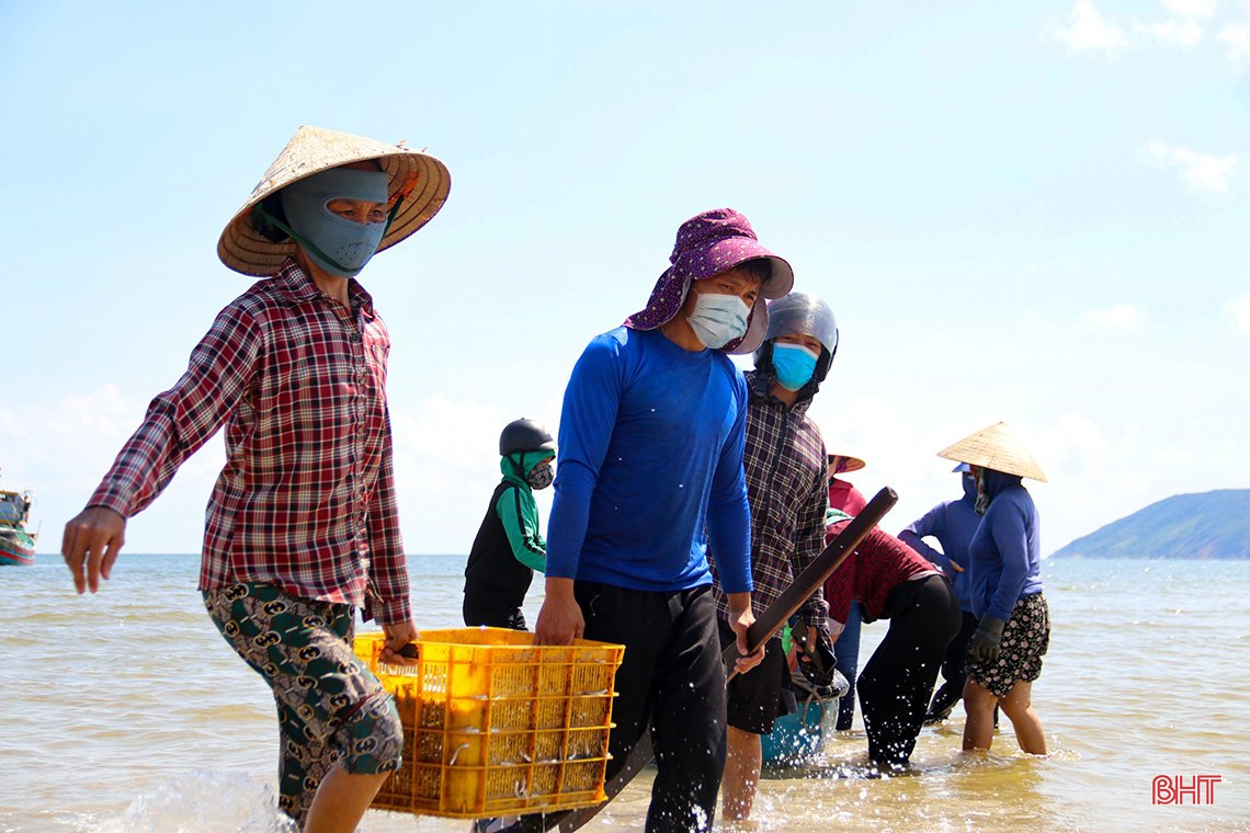 Ngư dân phía Nam Hà Tĩnh được mùa cá cơm, ruốc biển