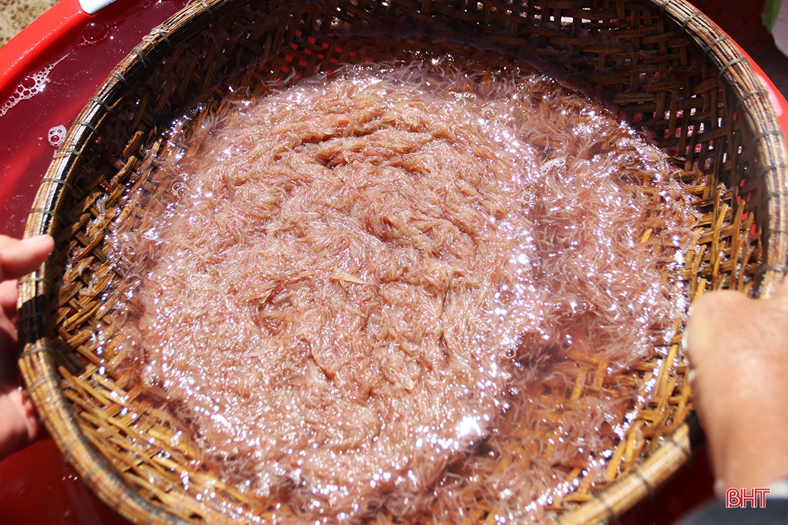 Ngư dân phía Nam Hà Tĩnh được mùa cá cơm, ruốc biển