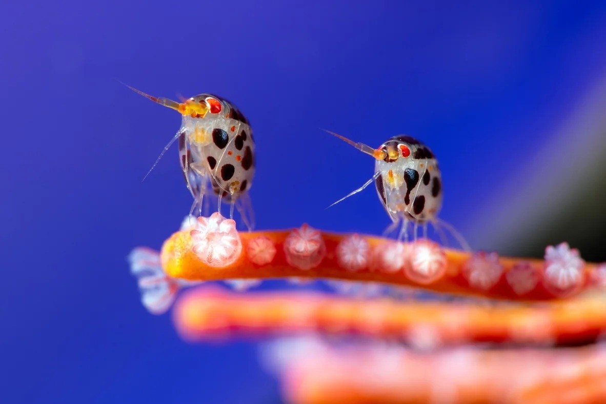 Cuộc thi Nhiếp ảnh gia Đại dương của năm (Ocean Photographer of the Year) do Oceanographic Magazine và Blancpain tổ chức, tôn vinh những tác phẩm xuất sắc về vẻ đẹp và bảo tồn biển, thu hút hàng chục nghìn bức ảnh từ khắp thế giới. Năm 2025, bức ảnh ghi lại cảnh hai con bọ rùa biển nhỏ bé nhưng đầy sức sống giành giải cao nhất. Tác phẩm của nhiếp ảnh gia Yury Ivanov (Indonesia), chụp tại điểm lặn ở Bali, cho thấy hai loài giáp xác chân chèo chỉ cao 3 mm đang đậu trên mảnh san hô. Ivanov chia sẻ, chiến thắng này là niềm tự hào cá nhân và cũng là lời nhắc nhở về sự mong manh, đa dạng và sức mạnh truyền cảm hứng của đại dương. Ảnh: Yury Ivanov.