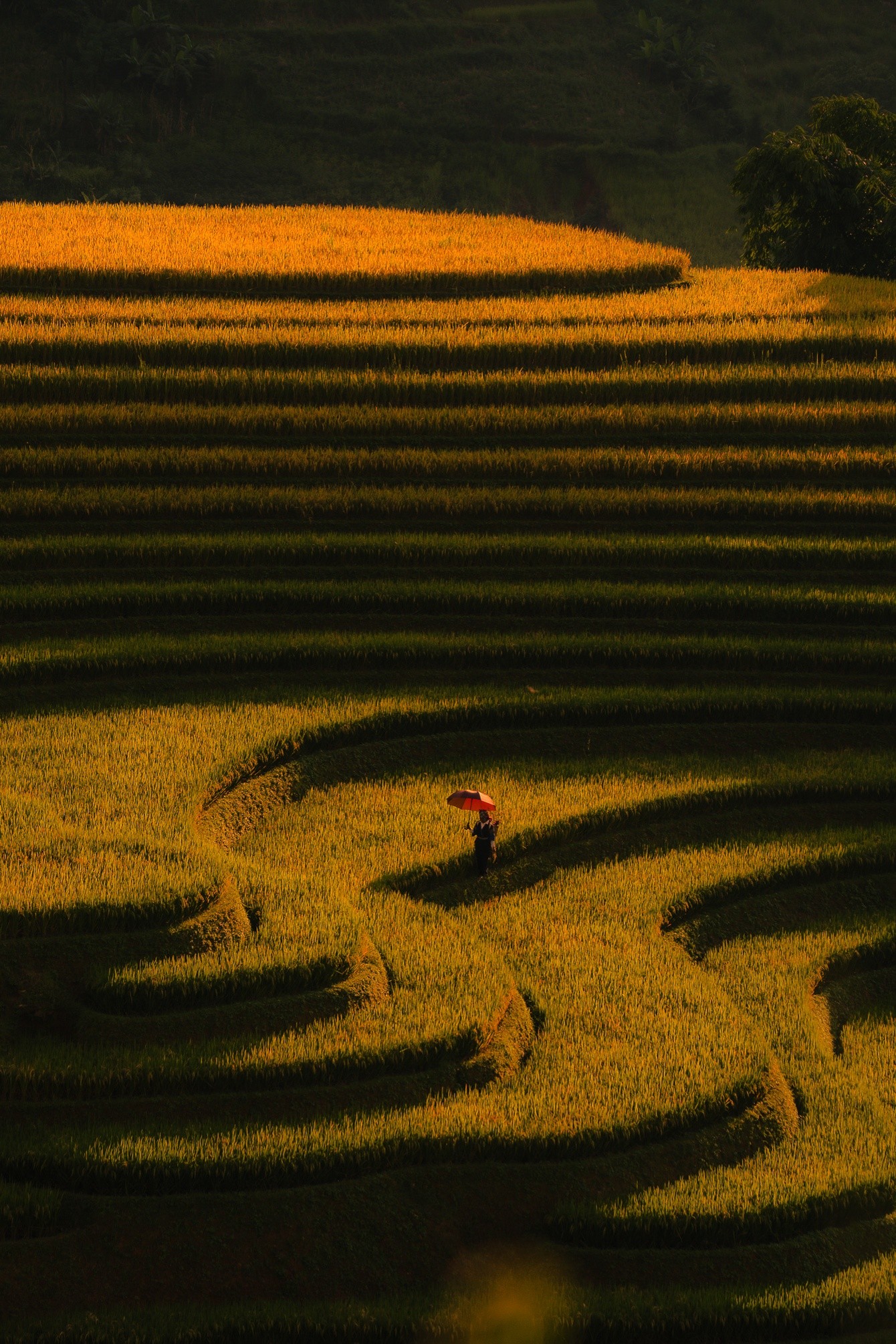 mucangchai-46.jpg